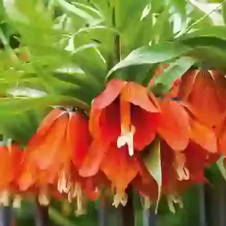 Imperialis Rubra Maxima